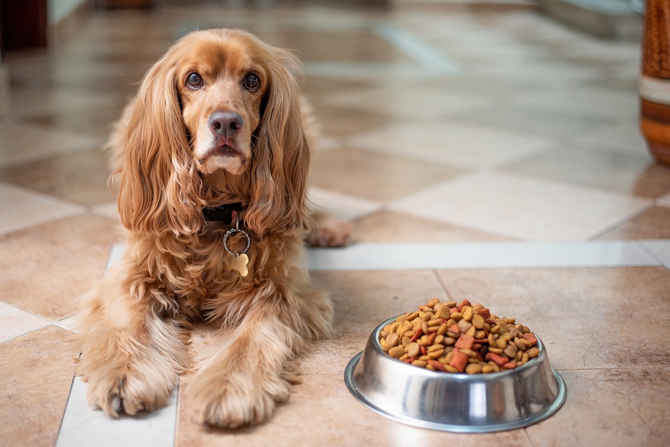6 Things Your Vet Wants You to Know About Dog Food