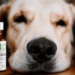 5 Advantages of Using CBD for Dogs