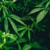 recent legalization of cannabis