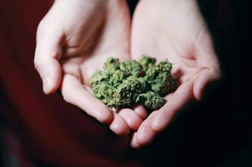 recent legalization of cannabis 